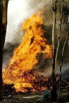 fire